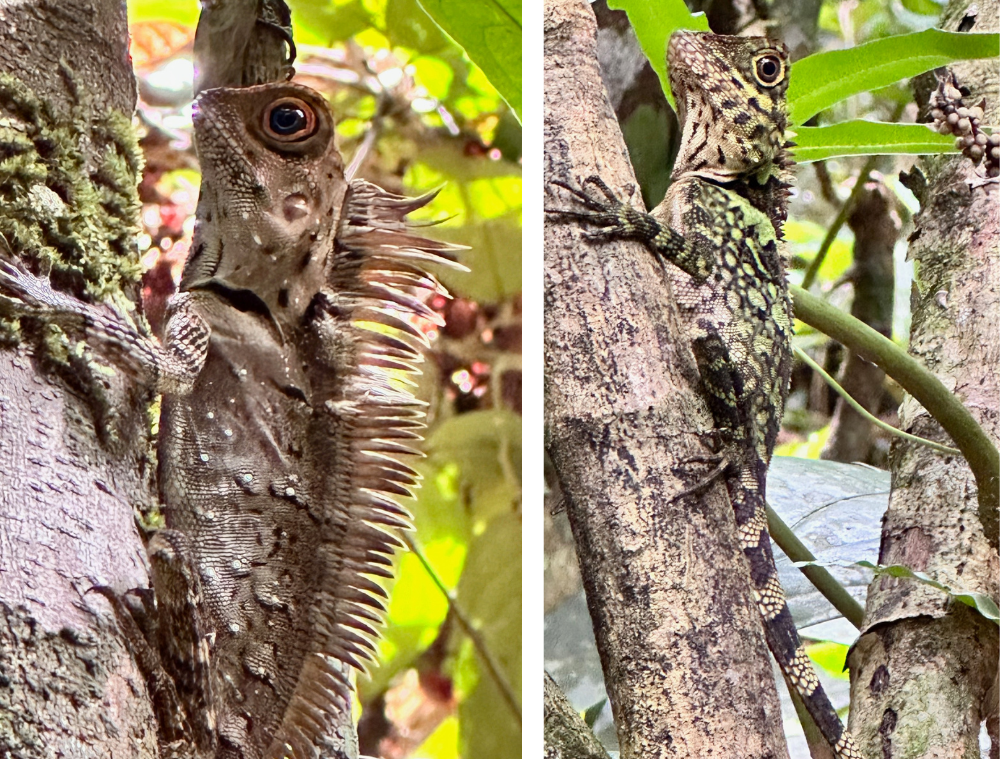 reptiles-lézards-animaux-borneo-malaisie