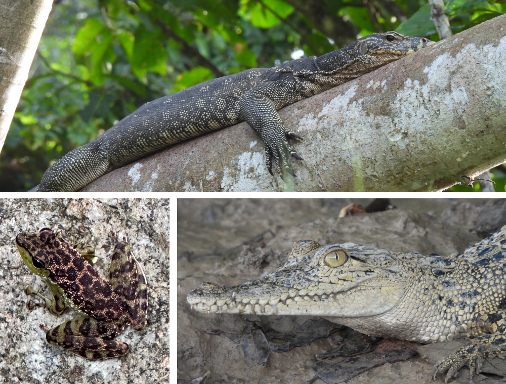 reptiles-animaux-borneo-malaisie