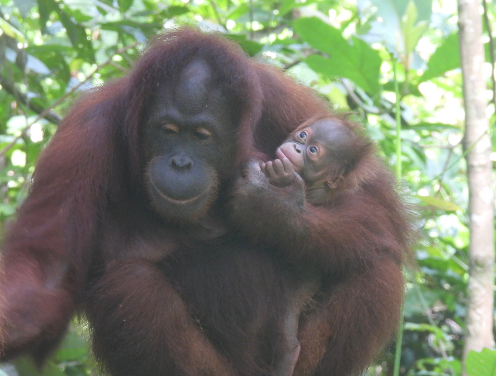 orang-outan-borneo-malaisie-sabah-sepilok