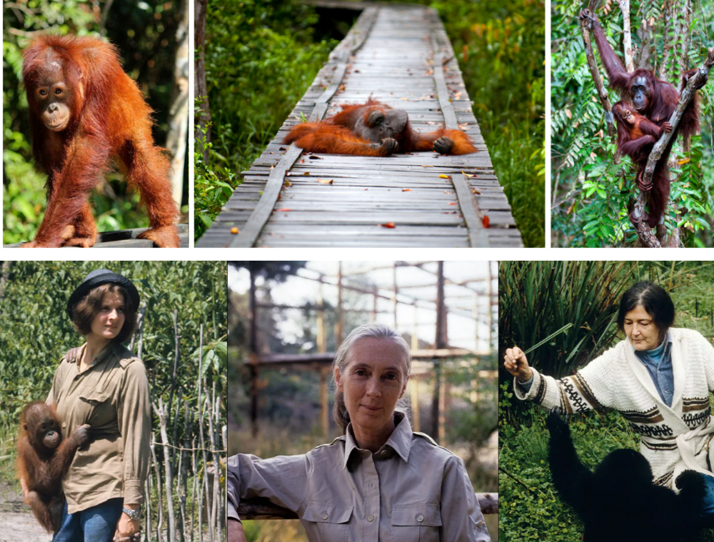 orang-outan-borneo-indonesie-camp-leakey