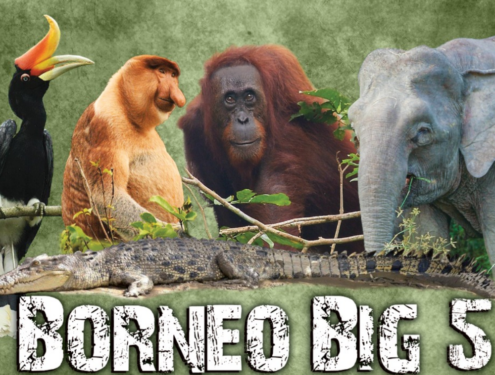 big5-borneo-malaisie