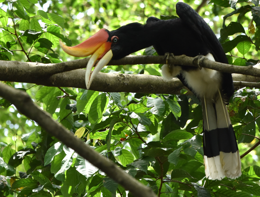 calao-rhinoceros-oiseaux-borneo-malaisie