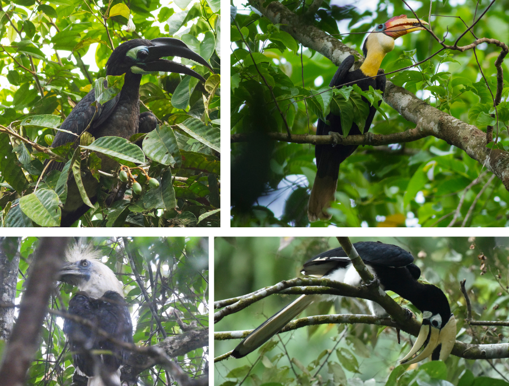 calaos-oiseaux-borneo-malaisie