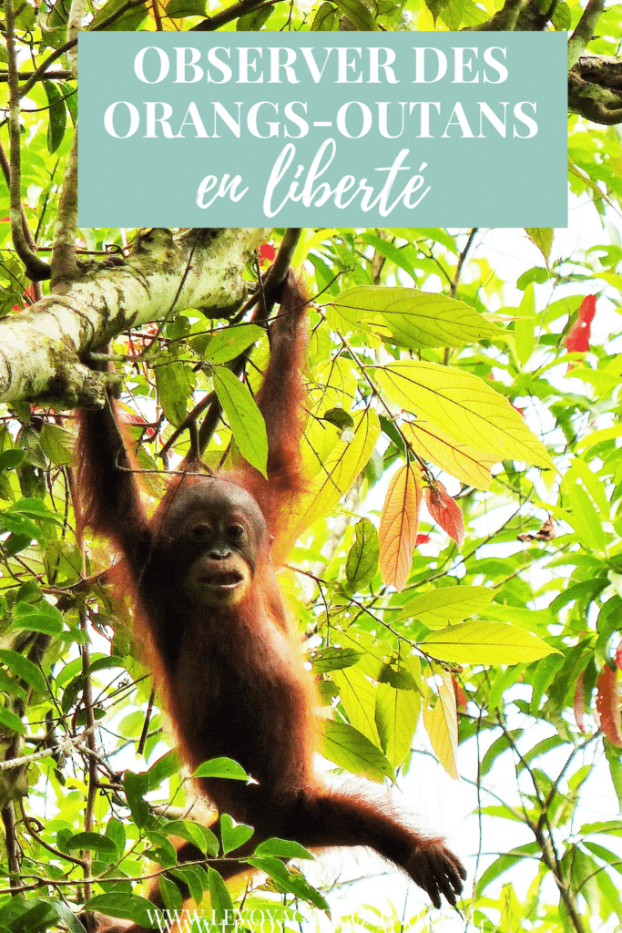 orang-outan-borneo-malaisie-sumatra-pinterest