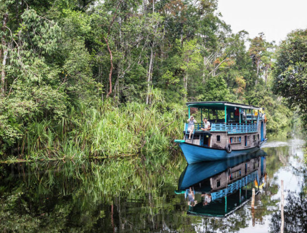 orang-outan-borneo-indonesie-camp-leakey