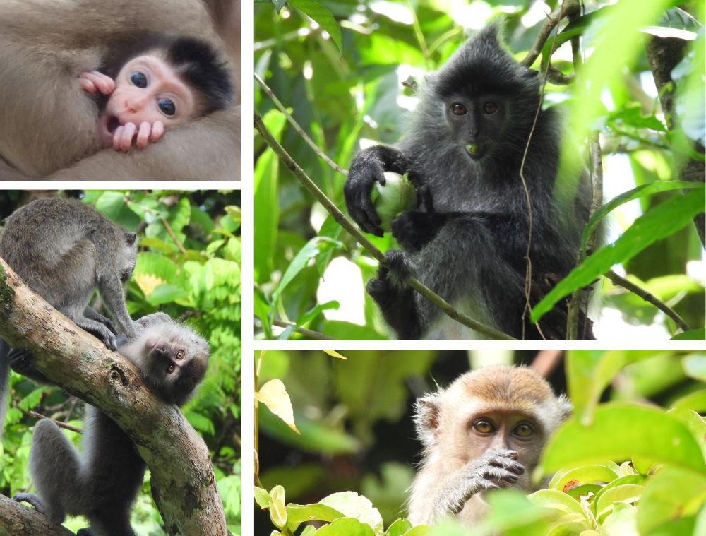 singe-animaux-borneo-malaisie