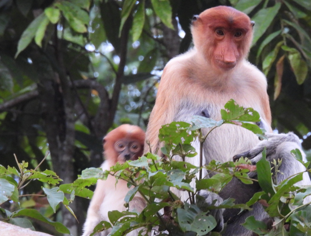 singe-nasique-animaux-borneo-malaisie