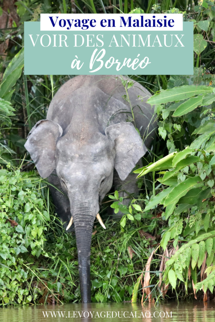 animaux-borneo-malaisie-elephants-pinterest