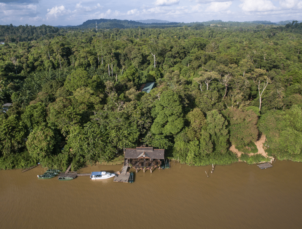 orang-outan-borneo-malaisie-sabah-sandakan-sukau-rainforest