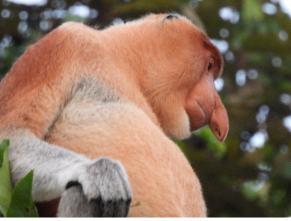 singe-nasique-animaux-borneo-malaisie