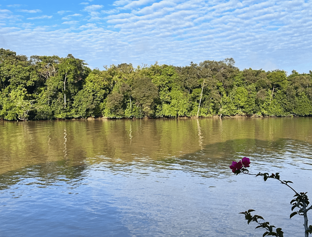 orang-outan-borneo-malaisie-sabah-sandakan-sukau-rainforest