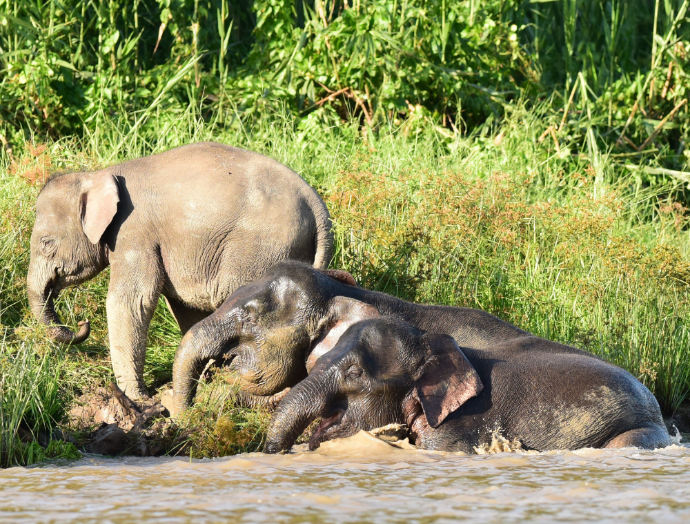 elephant-pygmée-animaux-borneo-malaisie