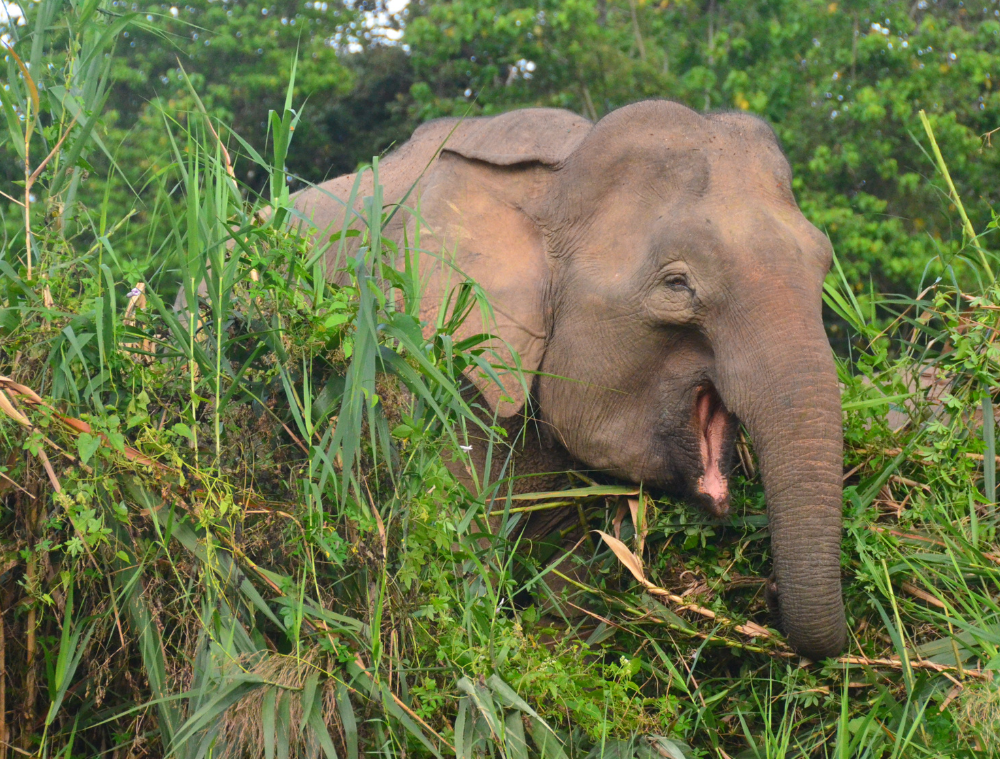 elephant-pygmée-animaux-borneo-malaisie