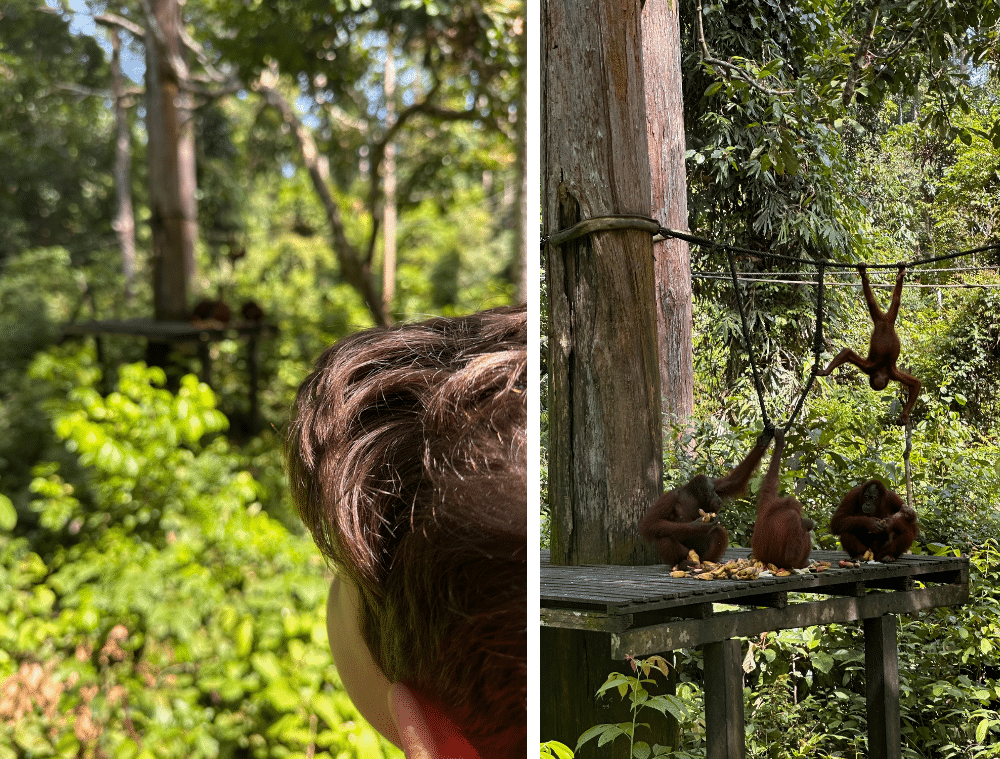 orang-outan-borneo-malaisie-sabah-sepilok