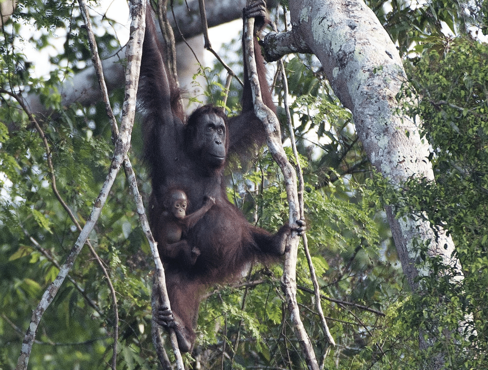 orang-outan-borneo-malaisie