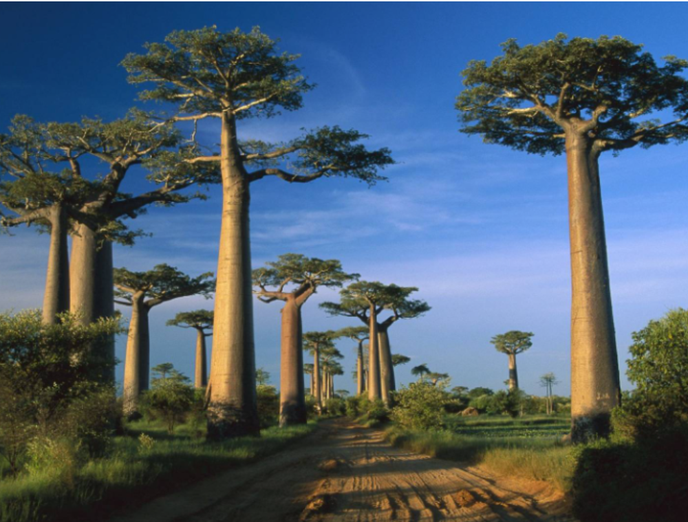 madagascar-baobabs-afrique