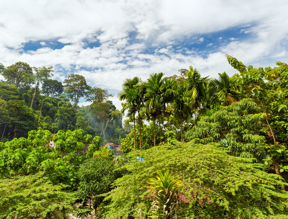 orang-outan-sumatra-indonesie-bukit-lawang