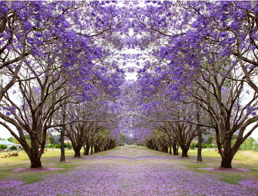 jacarandas-johnannesburg-afrique-du-sud