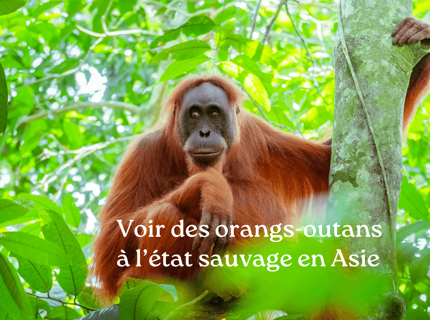 Voir orang-outans Bornéo
