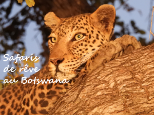 safari-botswana-afrique