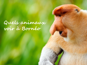 animaux-borneo-malaisie