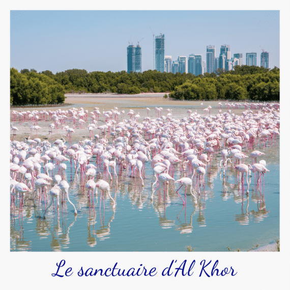 al-khor-flamants-roses-dubai-emirats-arabes-unis