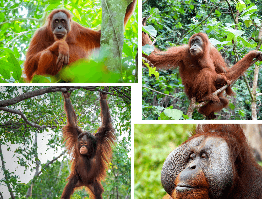 orang-outan-borneo