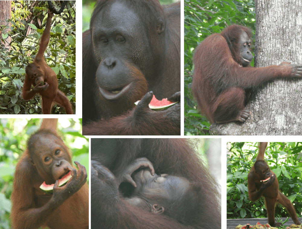 orang-outan-sepilok malaisie