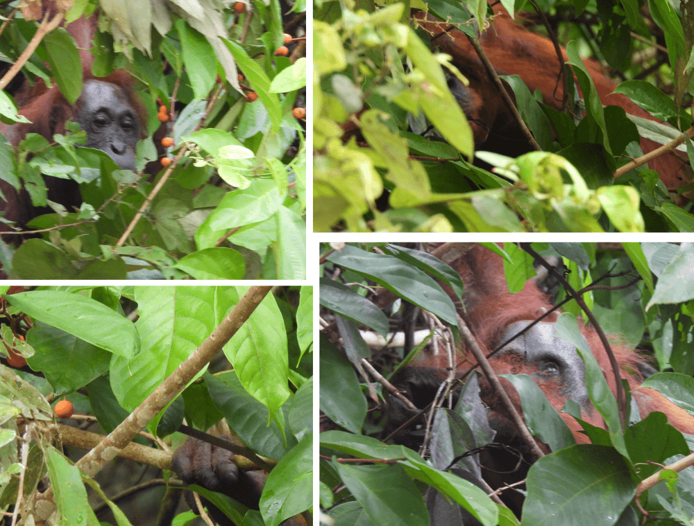 orang-outan-borneo- en liberté