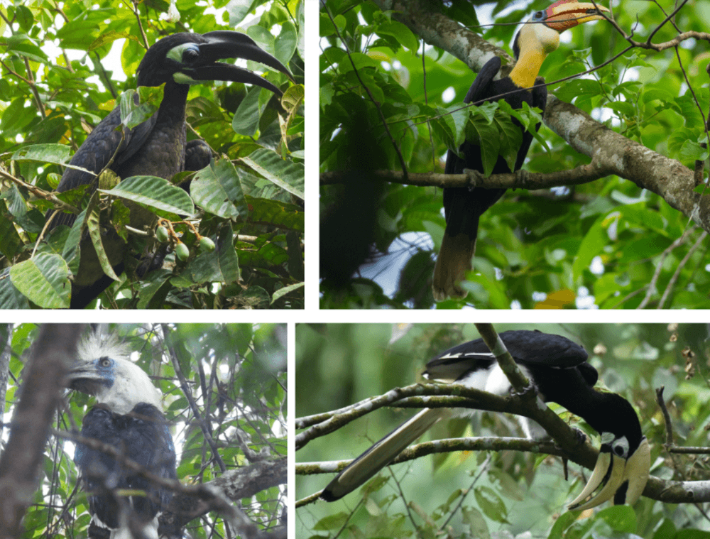 voir animaux bornéo calaos-oiseaux