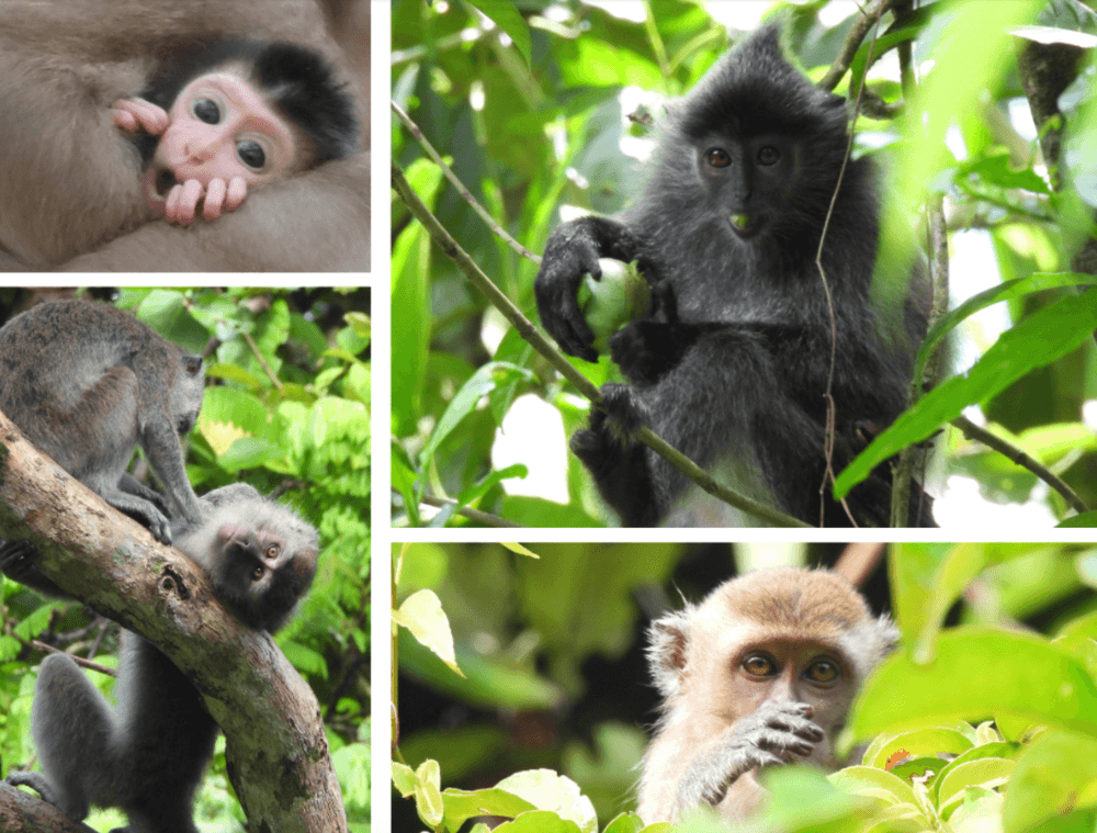 animaux bornéo singe
