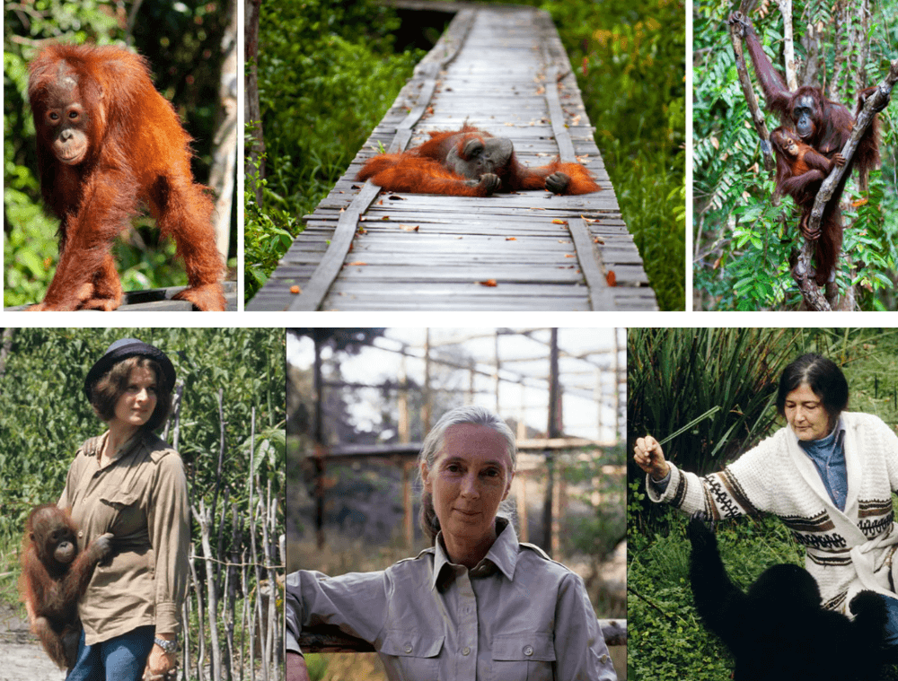 orang-outan-borneo