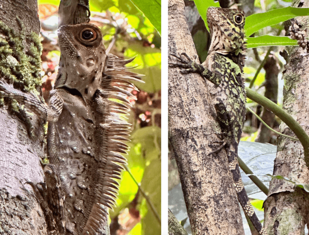 reptiles-lézards-borneo