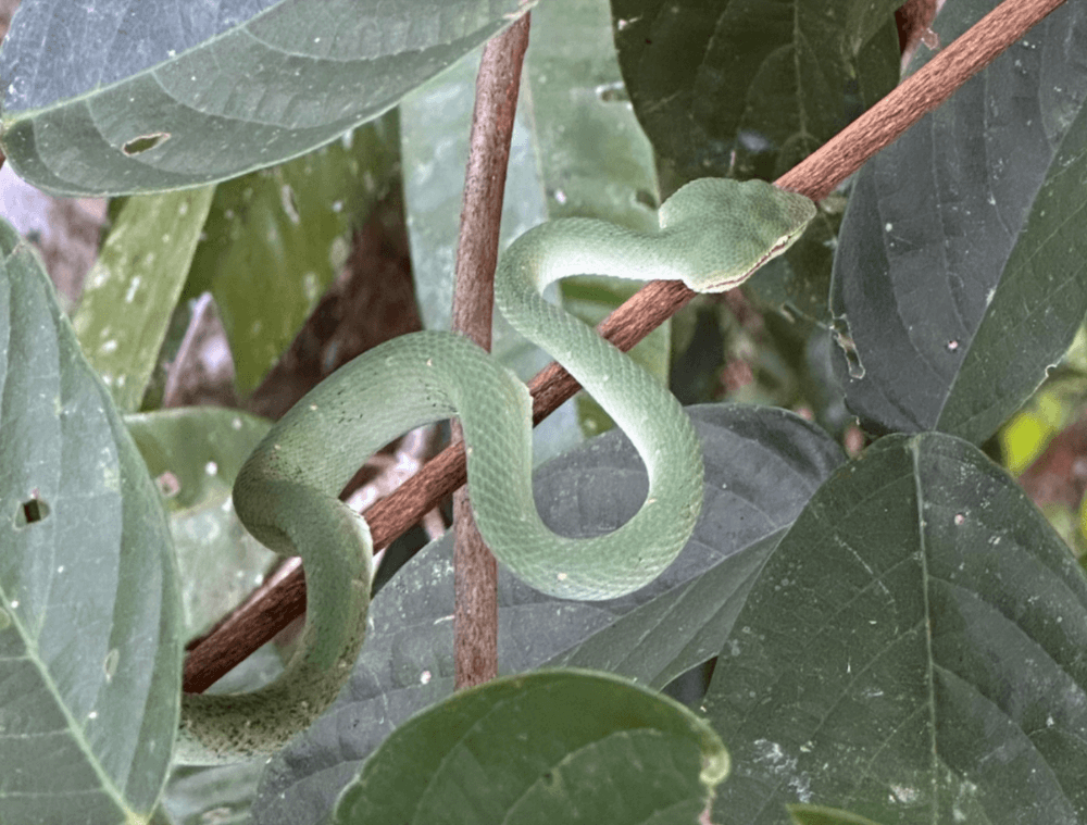 serpent-reptiles-borneo