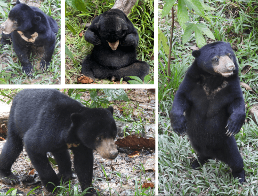 ours-animaux-borneo