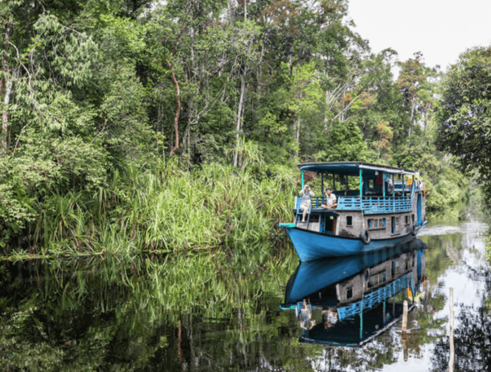 orang-outan-borneo-indonesie