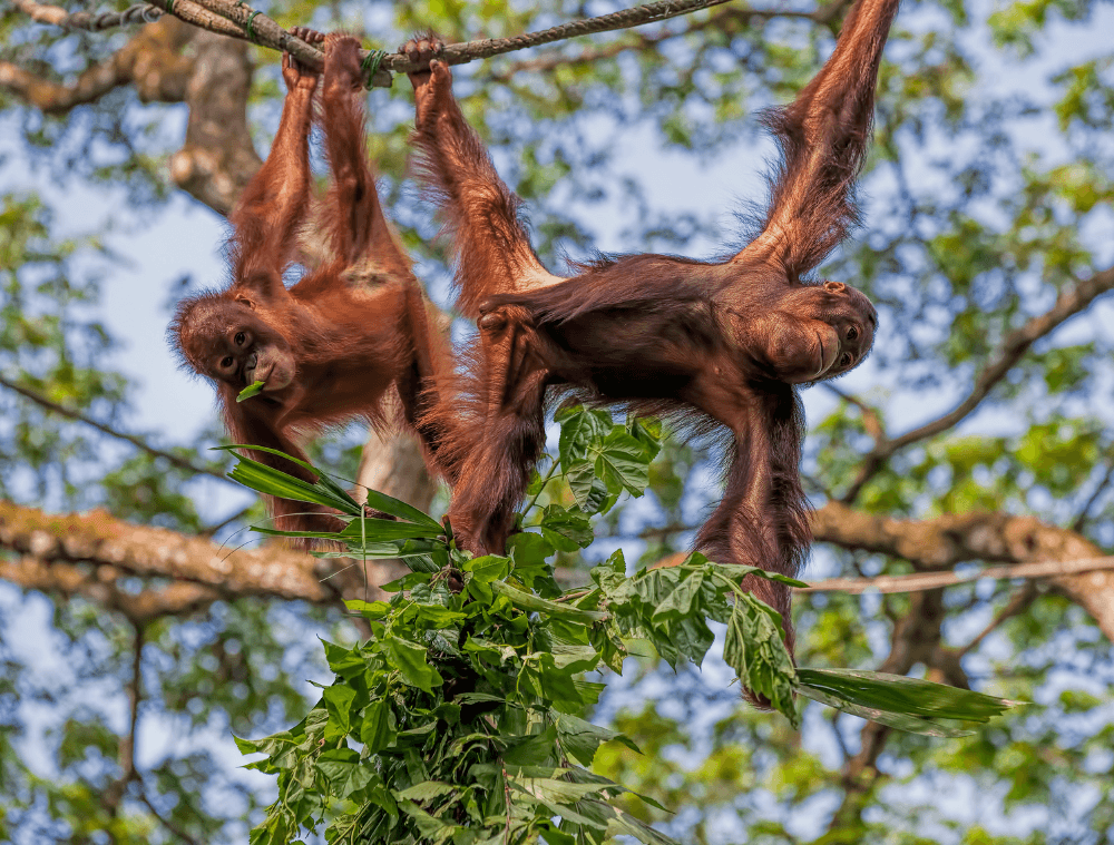 orang-outan-borneo
