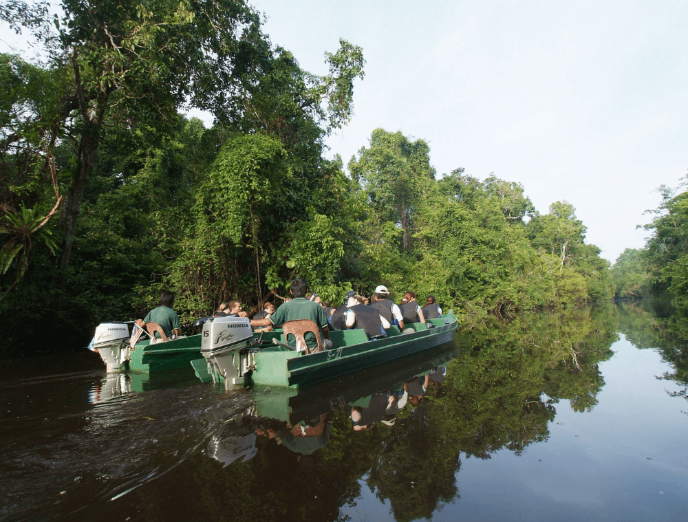 orang-outan-rivière Kinabatangan