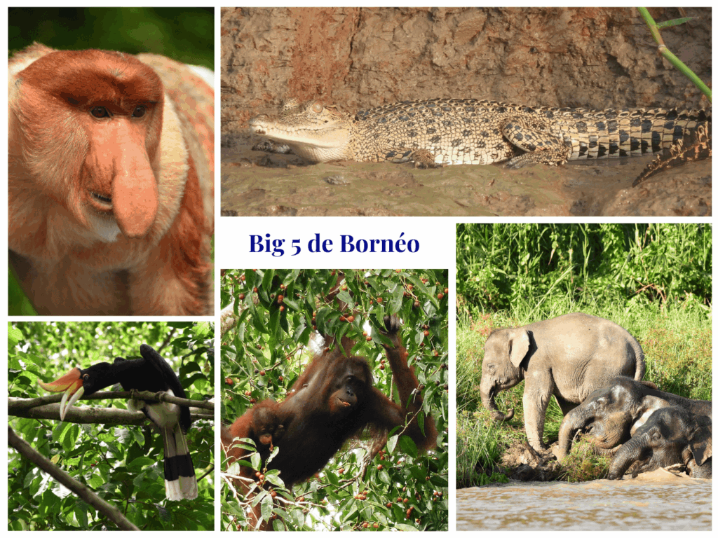 voir animaux Bornéo Big 5