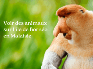 Voir animaux Bornéo