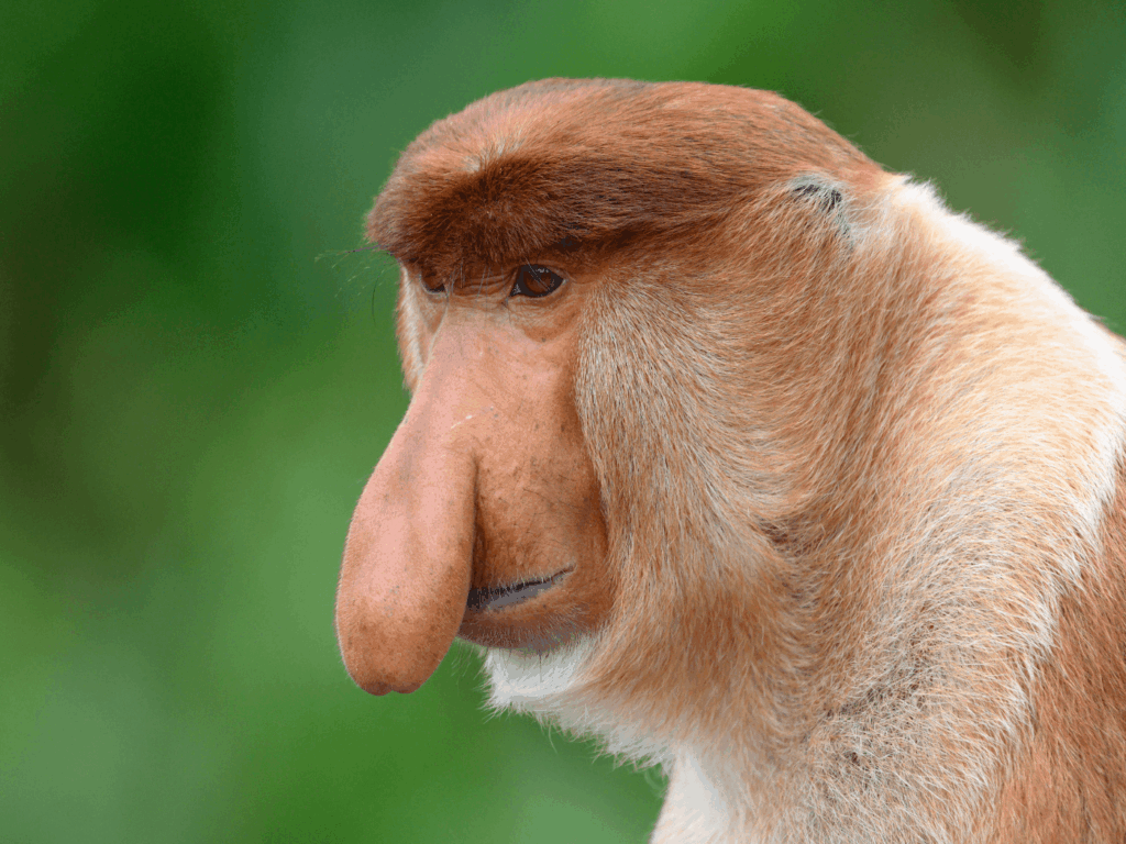 voir animaux bornéo