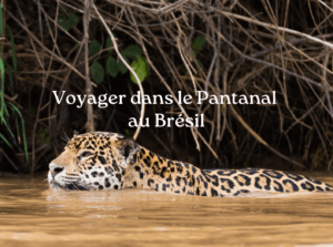 Voyager au Pantanal au Brésil : guide pratique