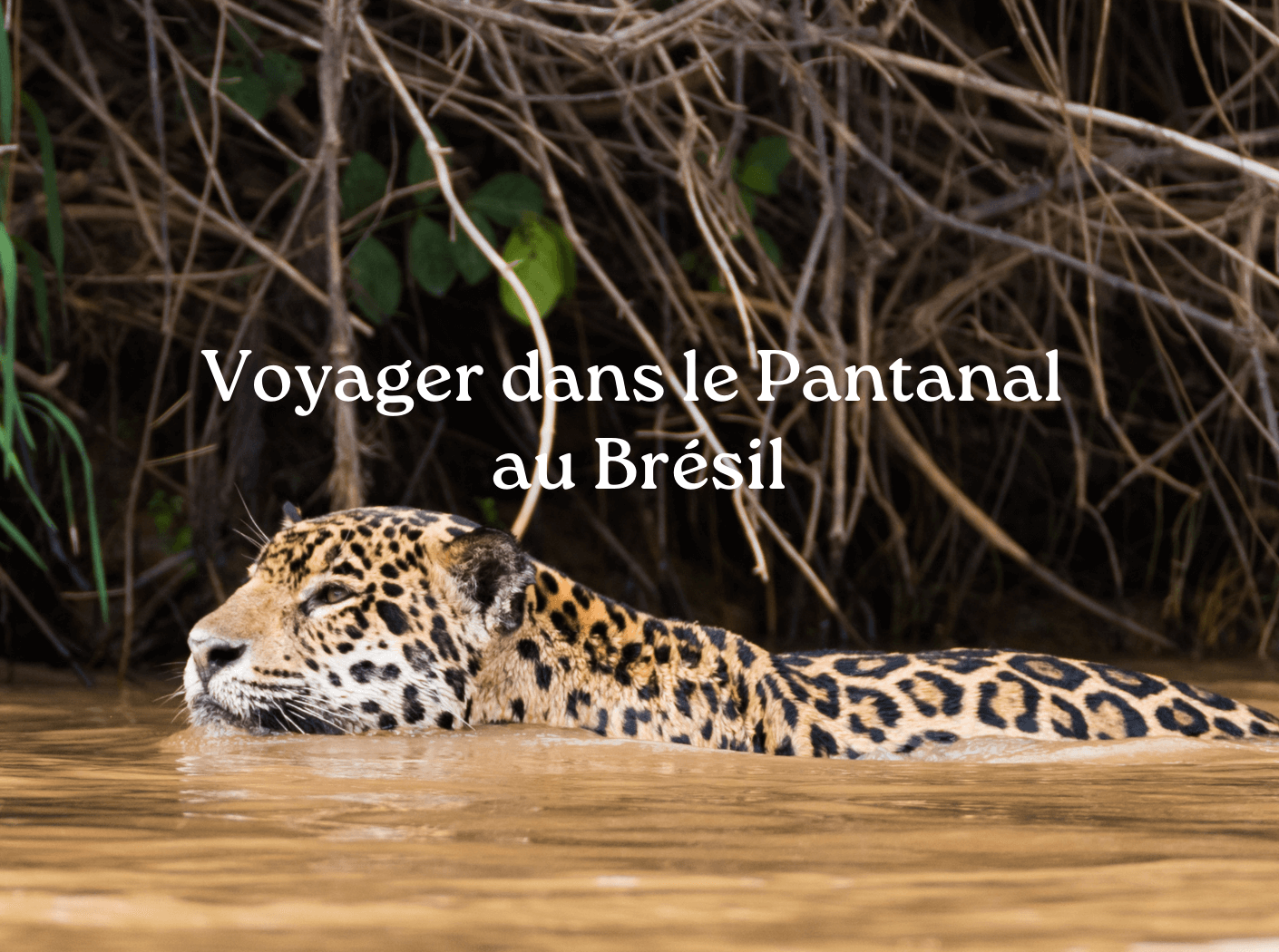 Voyager au Pantanal au Brésil : guide pratique