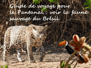 voyage-pantanal-jaguar-brésil