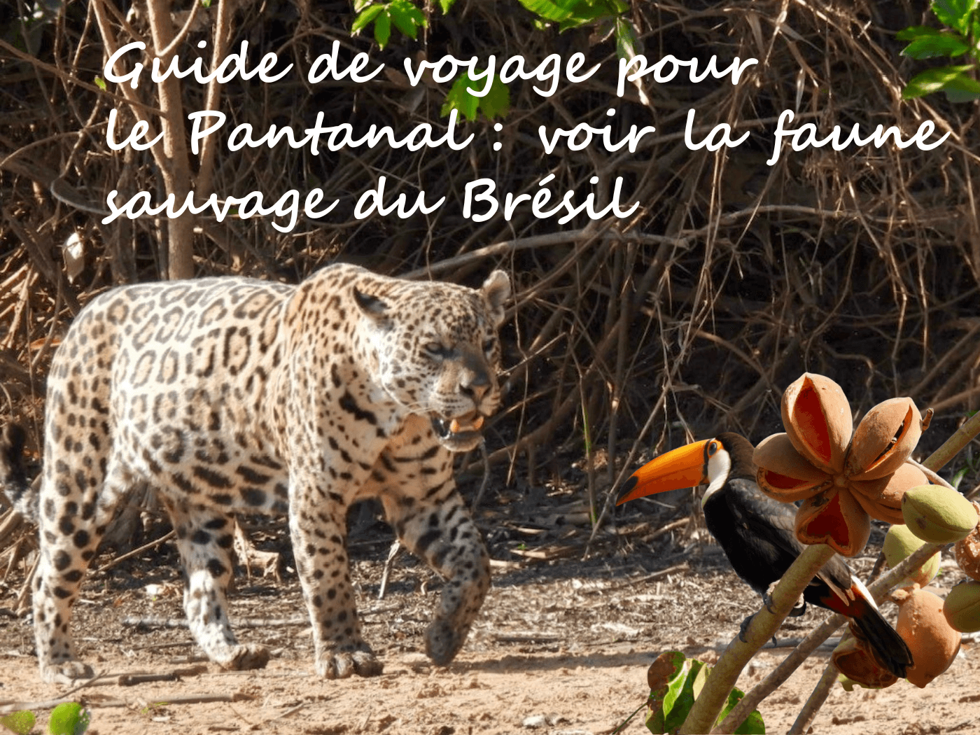 voyage-pantanal-jaguar-brésil
