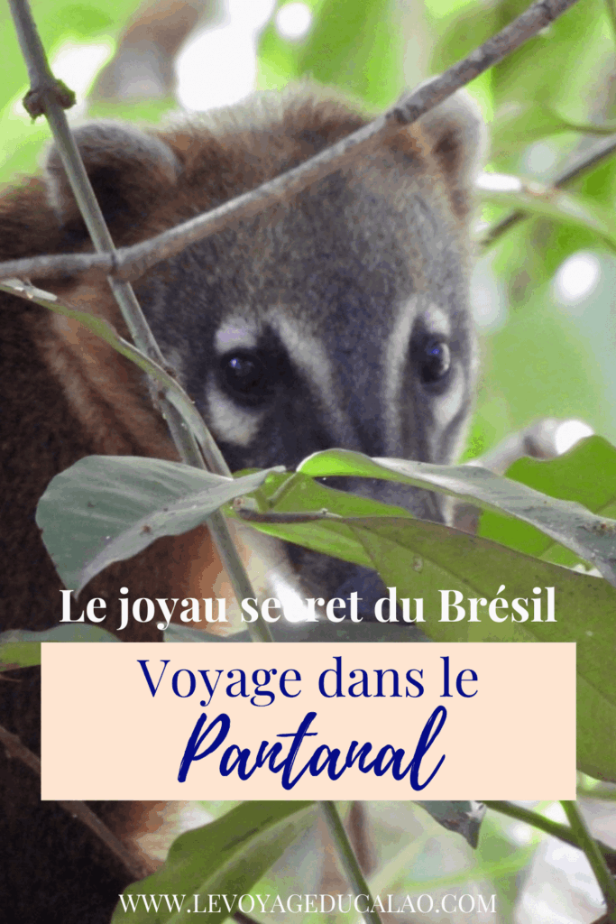 voyage-pantanal-bresil-coati