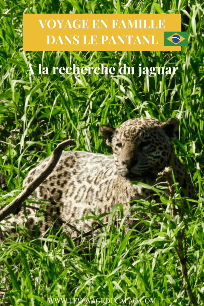 voyage-pantanal-bresil-jaguar