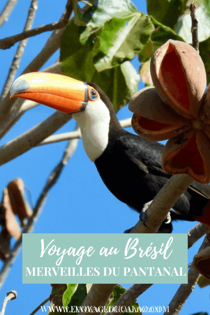 voyage-pantanal-bresil-toucan