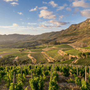 Alain P. - Voyage en Afrique du sud