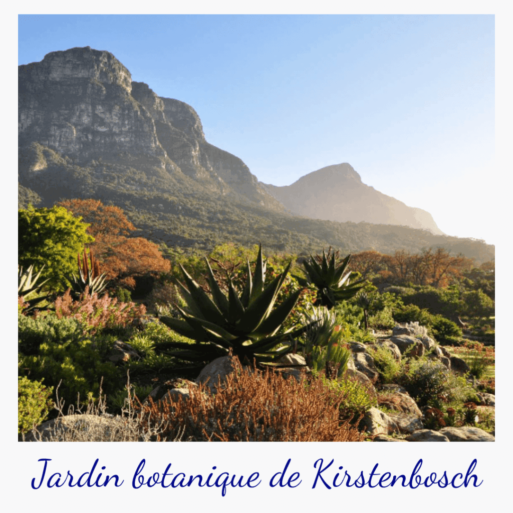 conseils-voyager-afrique-du-sud-capetown-kirstenbosch
